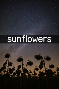 Обкладинка sunflowers
