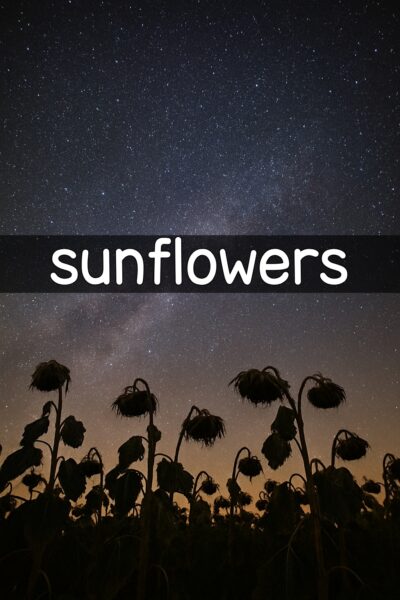 Обкладинка sunflowers
